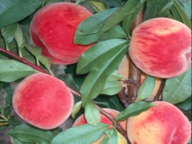 Ciclo evolutivo del melocotón  La entrada en producción es rápida (2-3 años) pero el melocotonero es un árbol de vida corta.  Hasta 12-15 años es el periodo de máxima productividad, y después, es periodo decreciente. A los 8-10 años se levanta la plantación o se sobre-injerta (injerto de corteza), y así se puede aguantar unos 5-6 años más, ya que tiene raíces viejas.  Donde ha habido un melocotonero no plantar otro. Dejar unos años descansar a la tierra cultivando, por ejemplo, hortalizas.